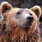 Jak zachować się w przypadku ataku niedźwiedzia? Intruktor RDOŚ wyjaśnia
